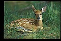 10066-00142-Whitetail Fawns.jpg