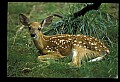 10066-00143-Whitetail Fawns.jpg