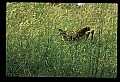 10066-00144-Whitetail Fawns.jpg