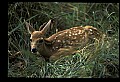 10066-00146-Whitetail Fawns.jpg