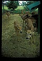 10066-00147-Whitetail Fawns.jpg