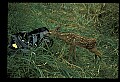 10066-00148-Whitetail Fawns.jpg