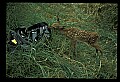 10066-00149-Whitetail Fawns.jpg