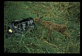 10066-00150-Whitetail Fawns.jpg