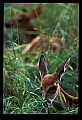 10066-00152-Whitetail Fawns.jpg