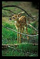 10066-00153-Whitetail Fawns.jpg