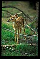 10066-00154-Whitetail Fawns.jpg