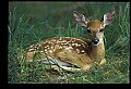 10066-00155-Whitetail Fawns.jpg