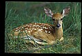 10066-00156-Whitetail Fawns.jpg