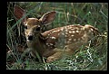 10066-00157-Whitetail Fawns.jpg