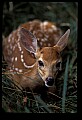 10066-00158-Whitetail Fawns.jpg