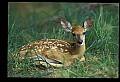 10066-00159-Whitetail Fawns.jpg