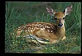 10066-00160-Whitetail Fawns.jpg