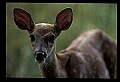 10066-00161-Whitetail Fawns.jpg