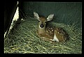 10066-00162-Whitetail Fawns.jpg