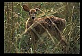 10066-00163-Whitetail Fawns.jpg