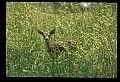 10066-00164-Whitetail Fawns.jpg