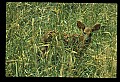 10066-00165-Whitetail Fawns.jpg