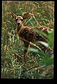 10066-00167-Whitetail Fawns.jpg