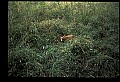 10066-00168-Whitetail Fawns.jpg