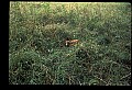 10066-00169-Whitetail Fawns.jpg