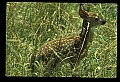 10066-00170-Whitetail Fawns.jpg