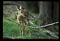 10066-00171-Whitetail Fawns.jpg