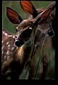 10066-00172-Whitetail Fawns.jpg