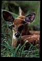 10066-00173-Whitetail Fawns.jpg