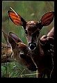 10066-00175-Whitetail Fawns.jpg