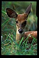 10066-00176-Whitetail Fawns.jpg