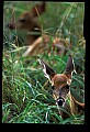 10066-00177-Whitetail Fawns.jpg