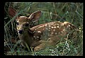 10066-00179-Whitetail Fawns.jpg