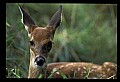 10066-00180-Whitetail Fawns.jpg