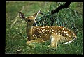 10066-00181-Whitetail Fawns.jpg