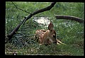 10066-00182-Whitetail Fawns.jpg