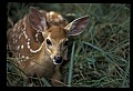 10066-00184-Whitetail Fawns.jpg