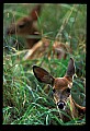 10066-00185-Whitetail Fawns.jpg