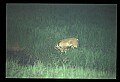 10066-00186-Whitetail Fawns.jpg