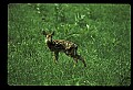 10066-00188-Whitetail Fawns.jpg