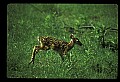 10066-00189-Whitetail Fawns.jpg