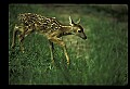 10066-00190-Whitetail Fawns.jpg