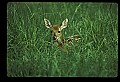 10066-00192-Whitetail Fawns.jpg