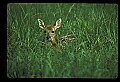 10066-00193-Whitetail Fawns.jpg