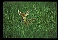 10066-00194-Whitetail Fawns.jpg