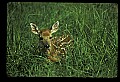 10066-00195-Whitetail Fawns.jpg