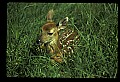 10066-00197-Whitetail Fawns.jpg