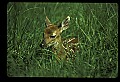 10066-00198-Whitetail Fawns.jpg