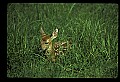 10066-00199-Whitetail Fawns.jpg