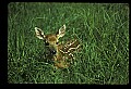 10066-00200-Whitetail Fawns.jpg